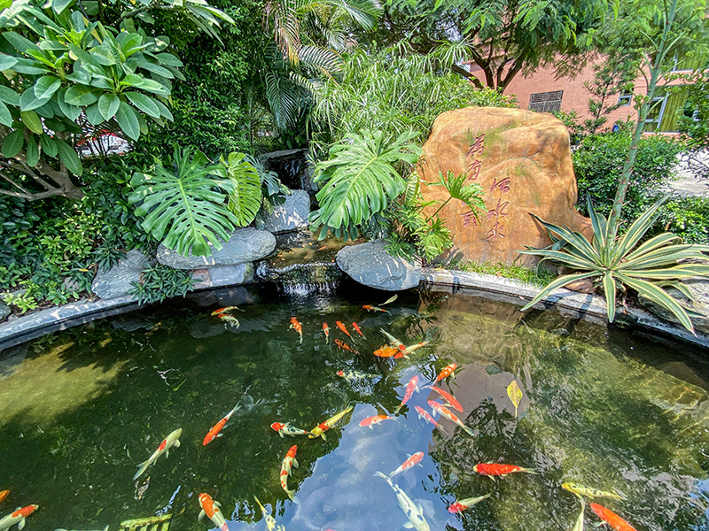 學校魚池