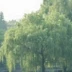 陳磊