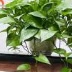 王芳