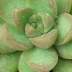 李明