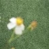 王芳