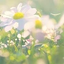 王芳