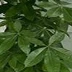 王芳