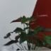 王丽