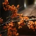 李丽