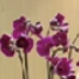 王芳
