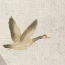张同学