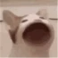 白同学