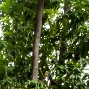 李明