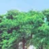琳琳
