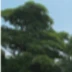 王丽
