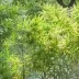 小雅