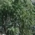 王师傅